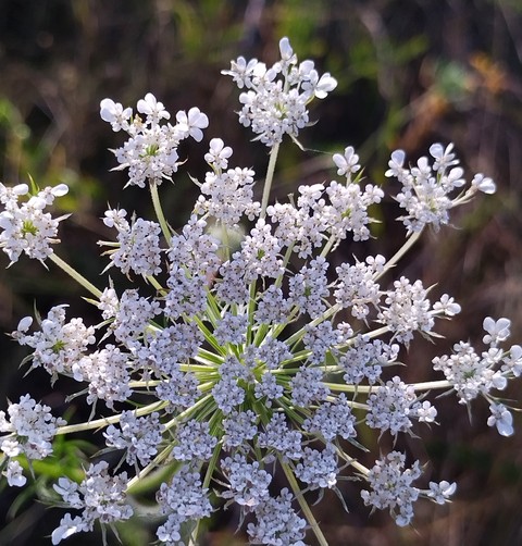 обои flower, botany