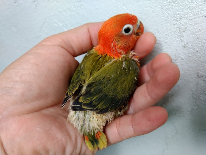 Darkgreen​ Violet​ Opaline​