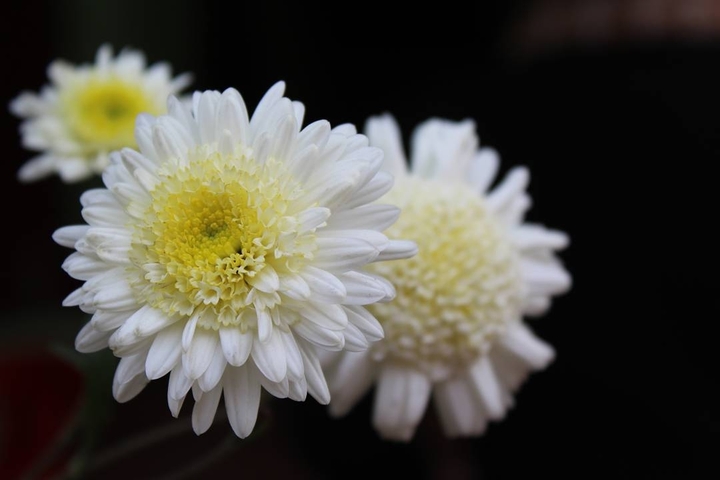 Dahlia