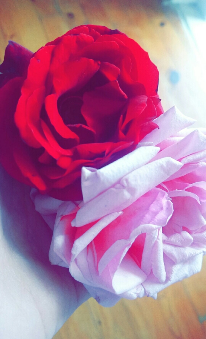 The Woman's Heart