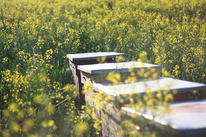 Beehives in nature