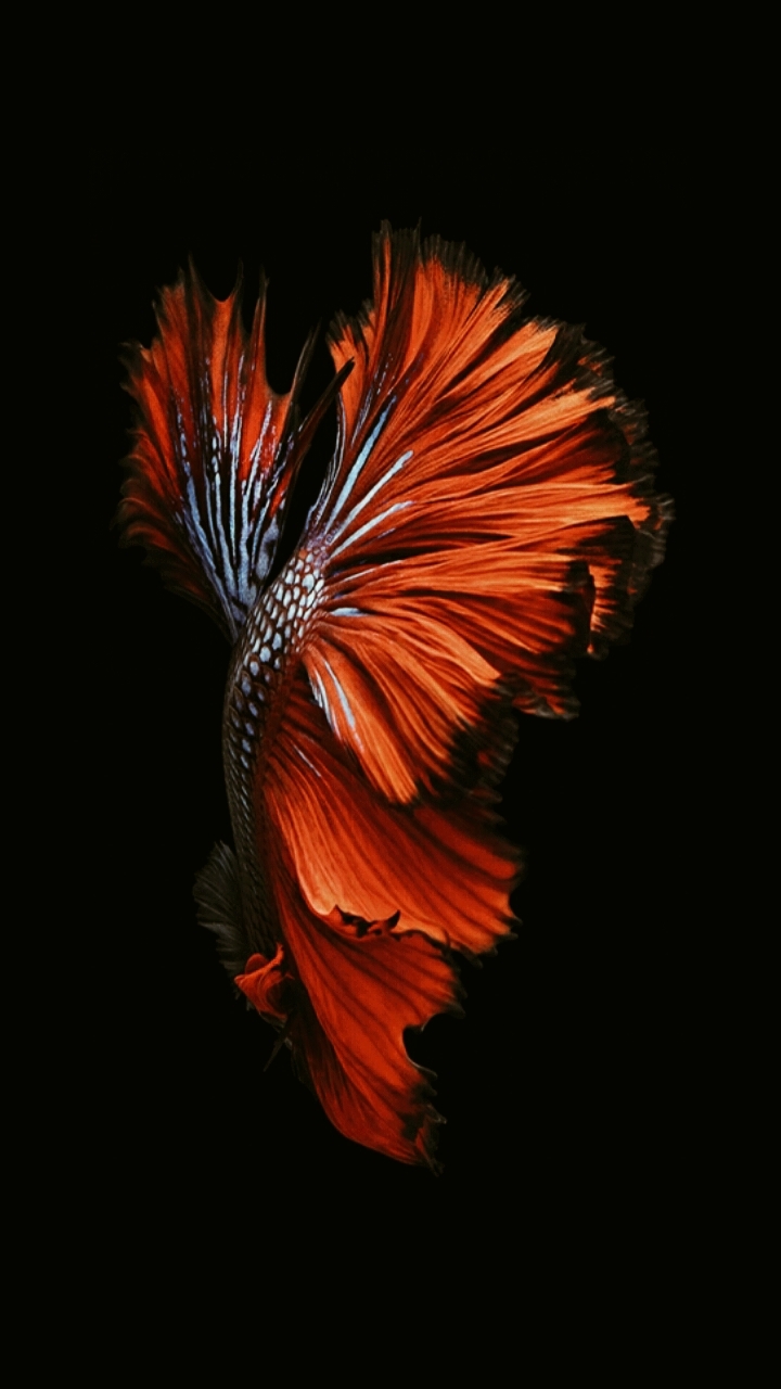 Betta Fish Background. A theme set.