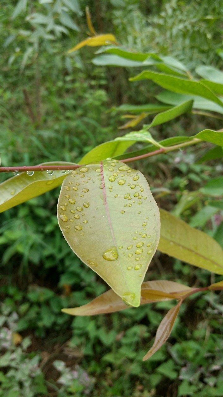 leaf