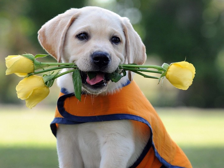 dog
