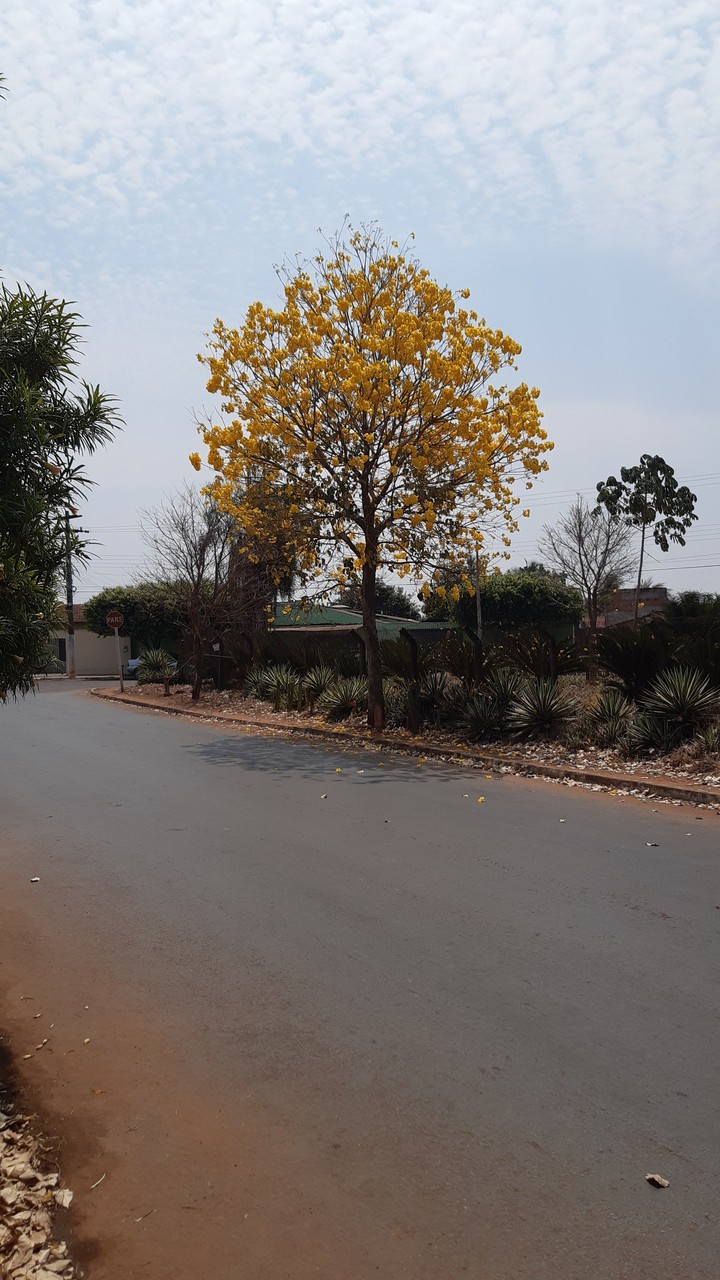 Ipê Amarelo