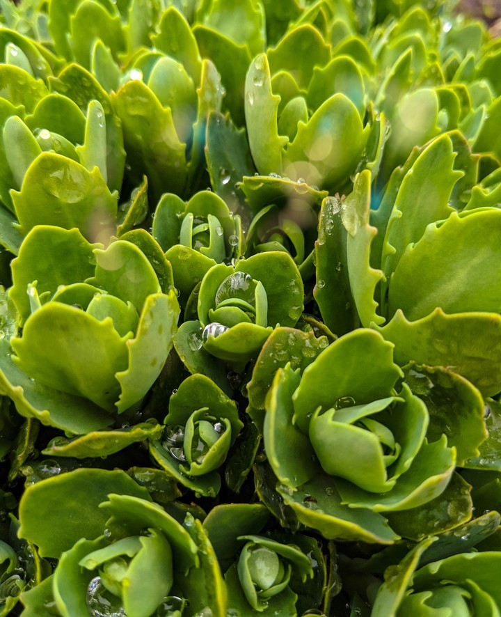 Greenery