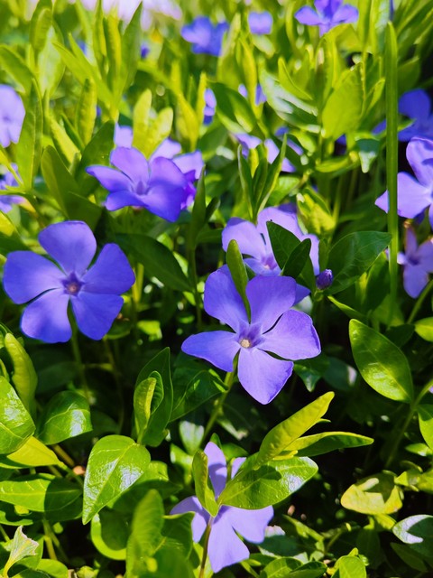 groundcover, violaceae háttérképek