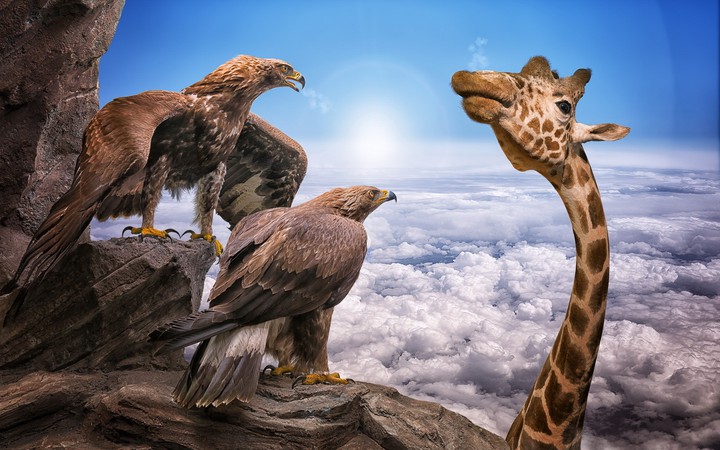 animals funny