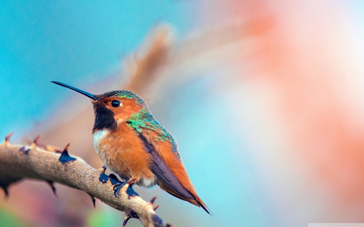 bird