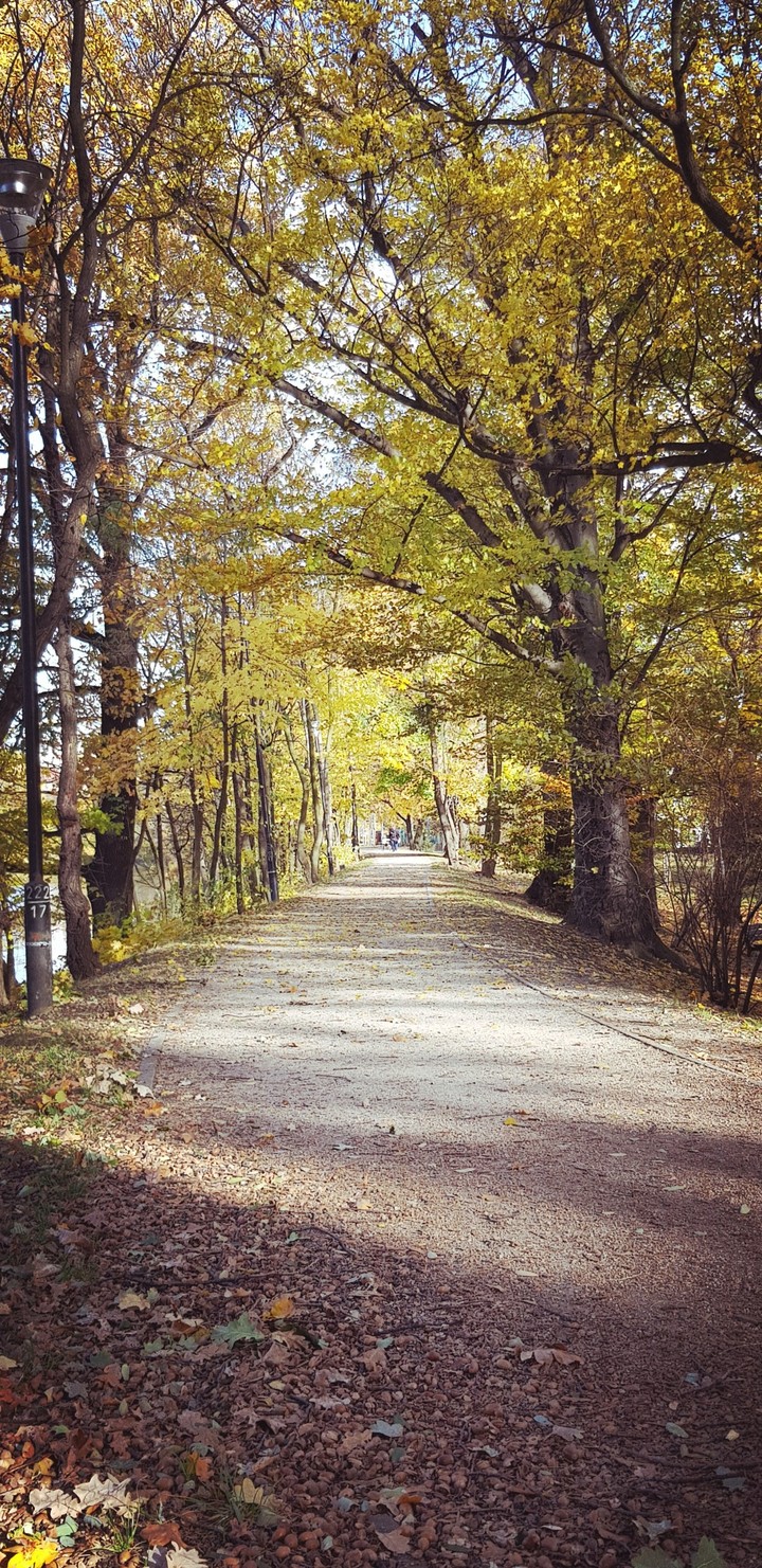 дорога