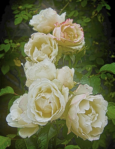 White roses