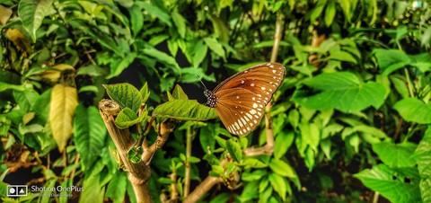 butterfly