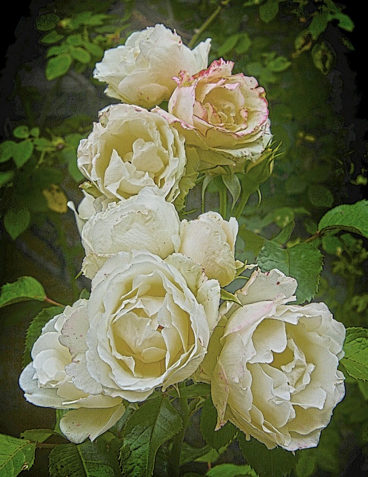 White roses