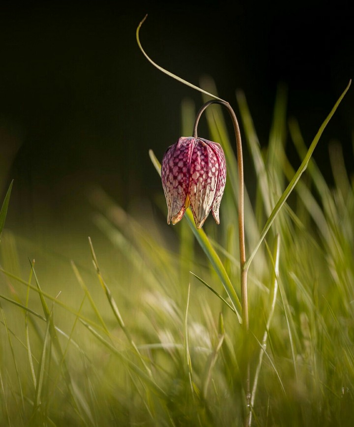 snake's head flower