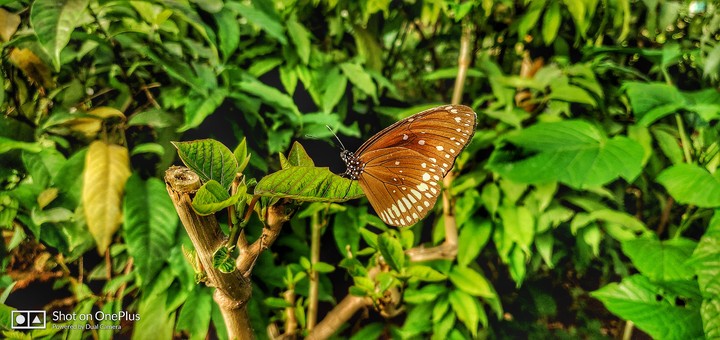 butterfly