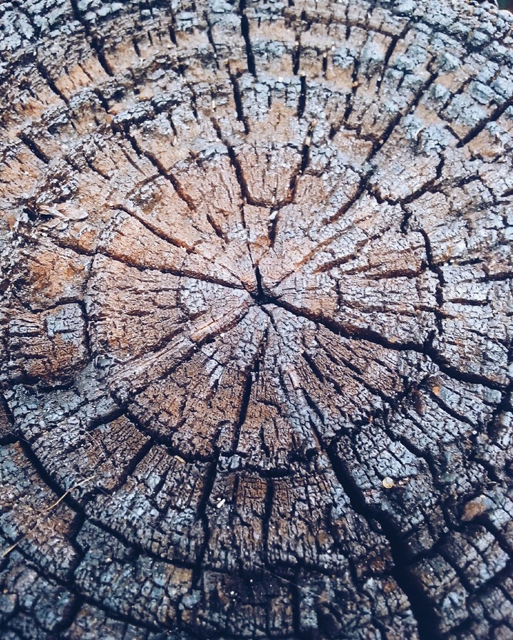 Heartwood