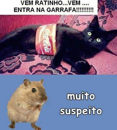 rats