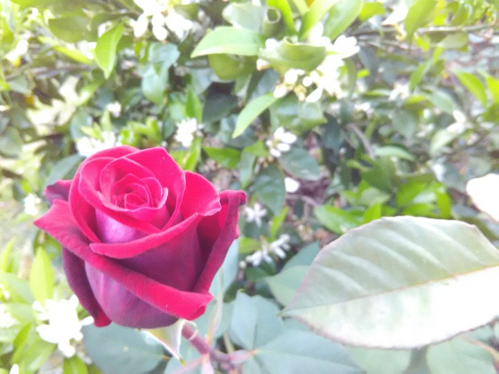 Rose