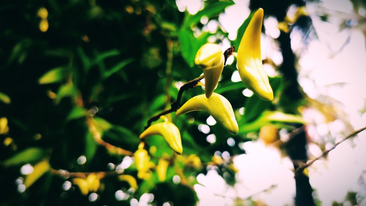 dove orchid