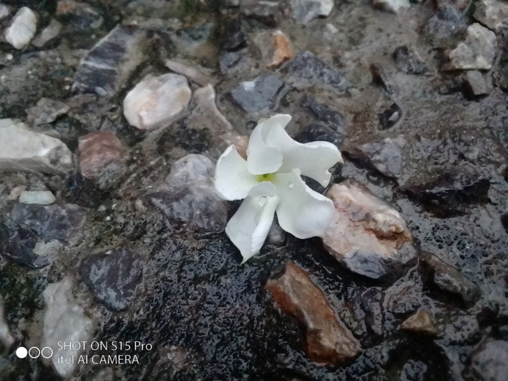 flower on rocks