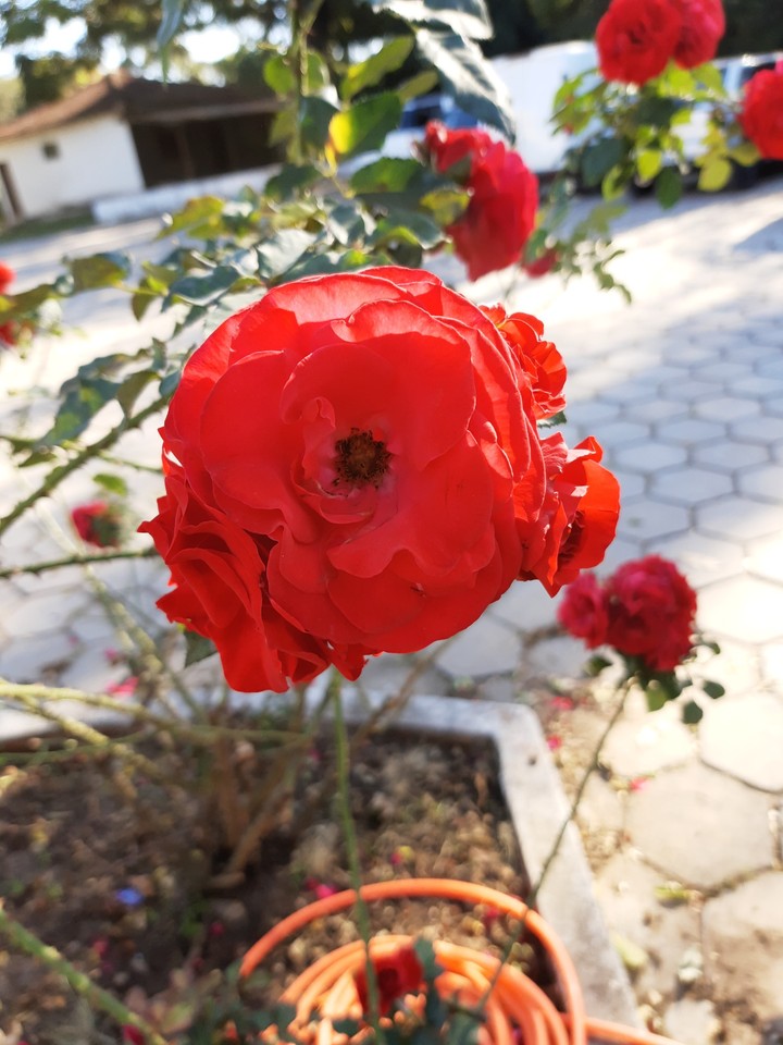 rosa
