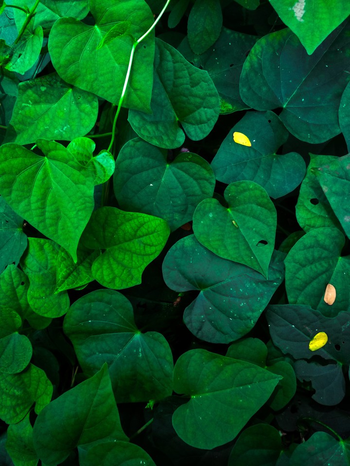 Some random leaves crawling.