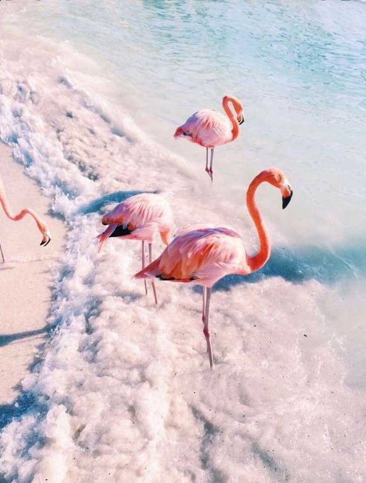 Flamingos