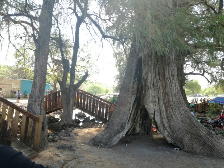 Arbol Grande