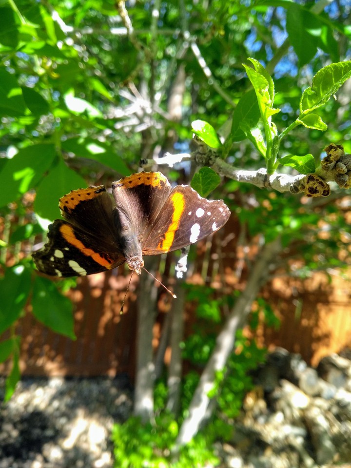 Butterfly