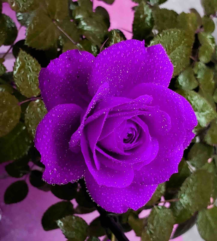 rosa
