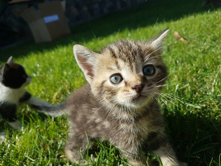 cat