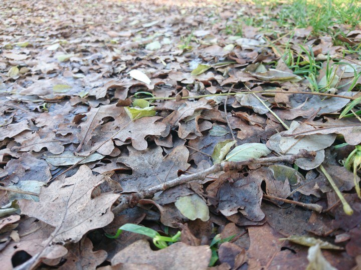 Leaf