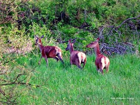 roe deer