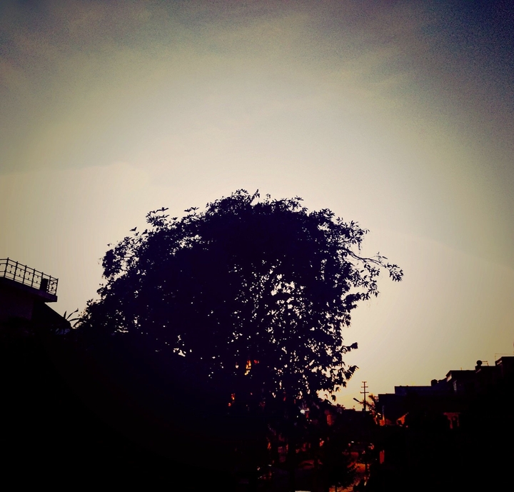 tree in sky