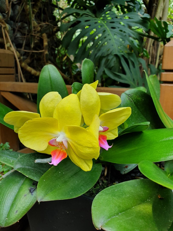 꽃