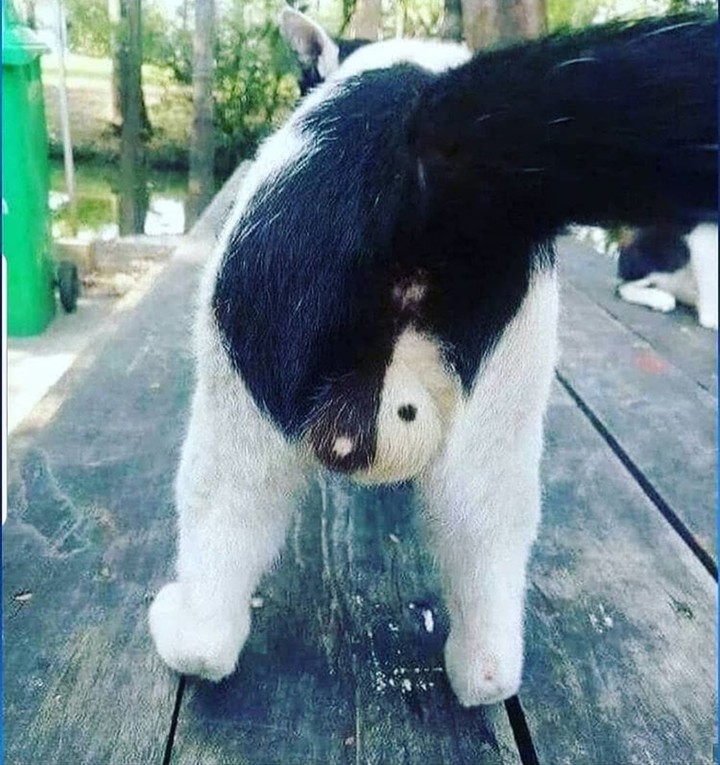 yin-yang