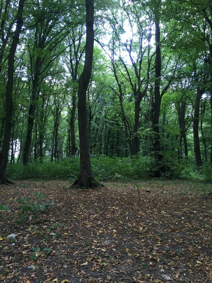 forest