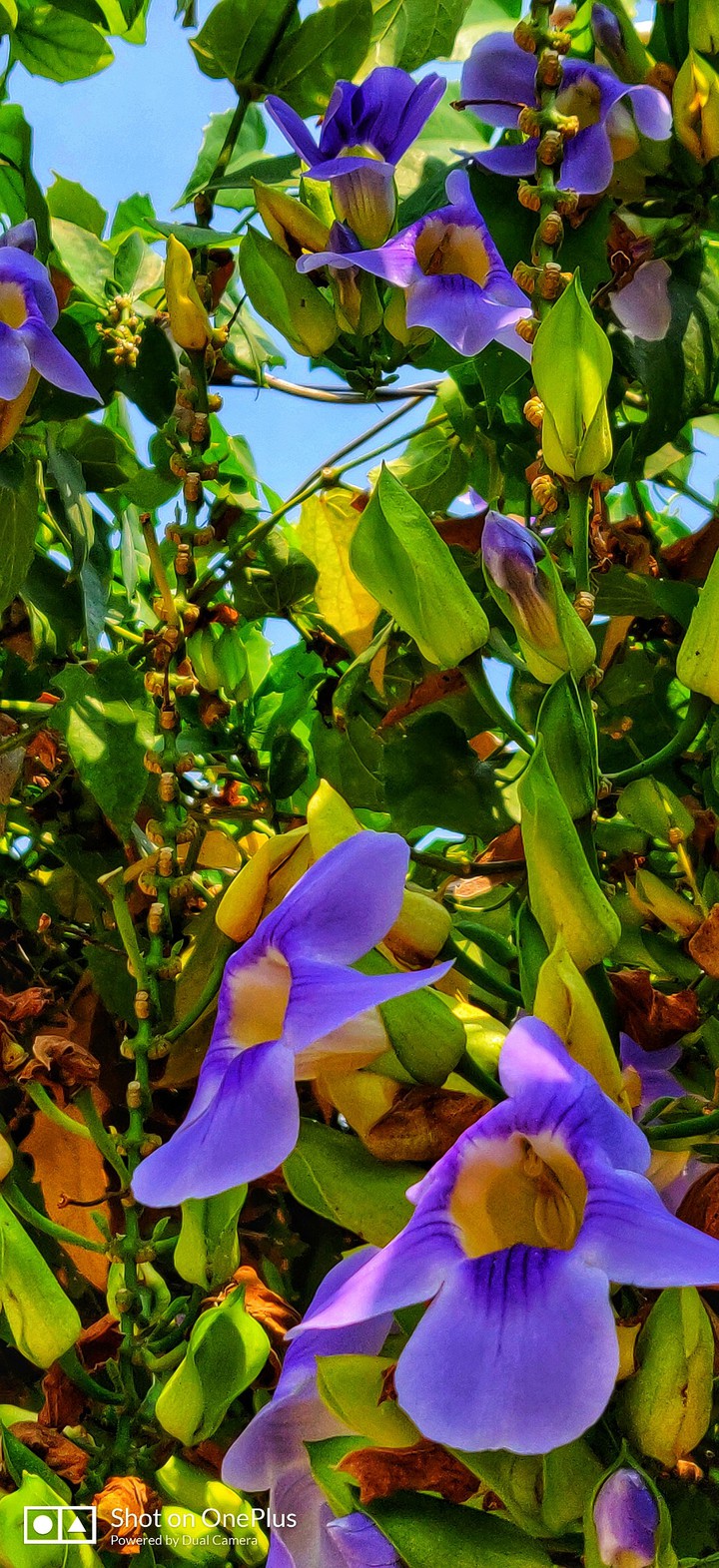 portrait flower