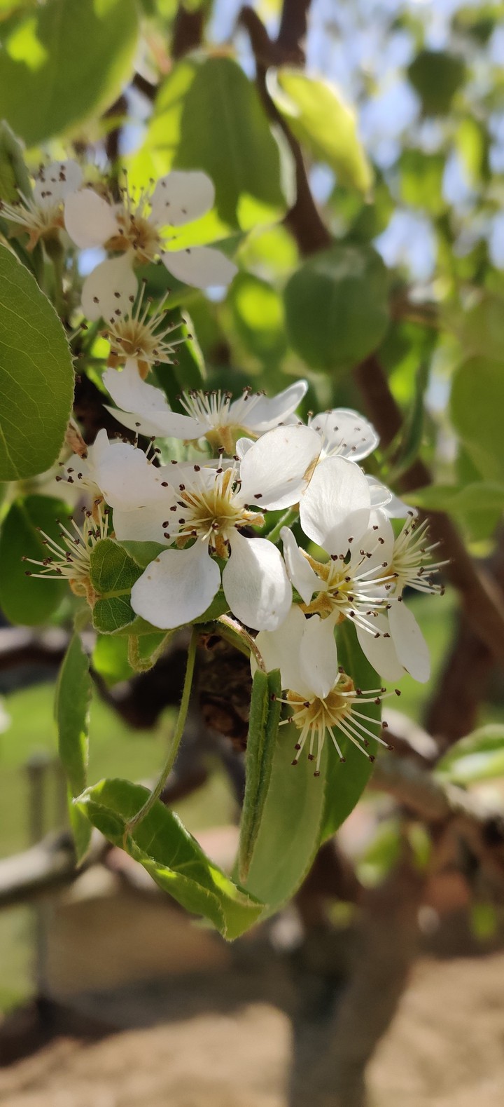 Pear tree blossom