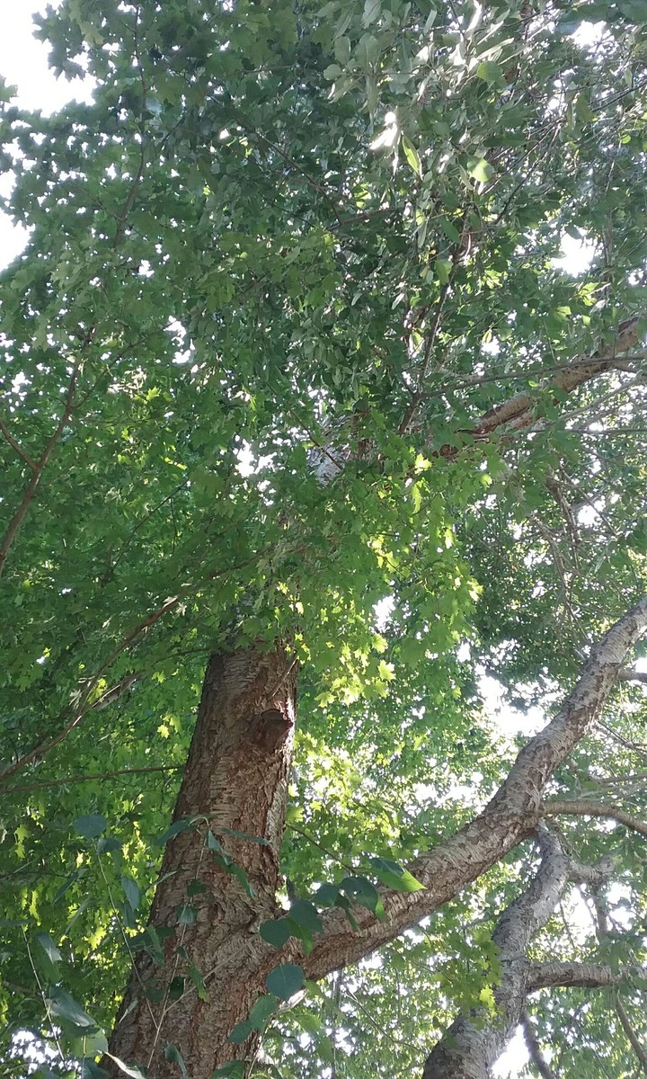 Under the Cherry Tree