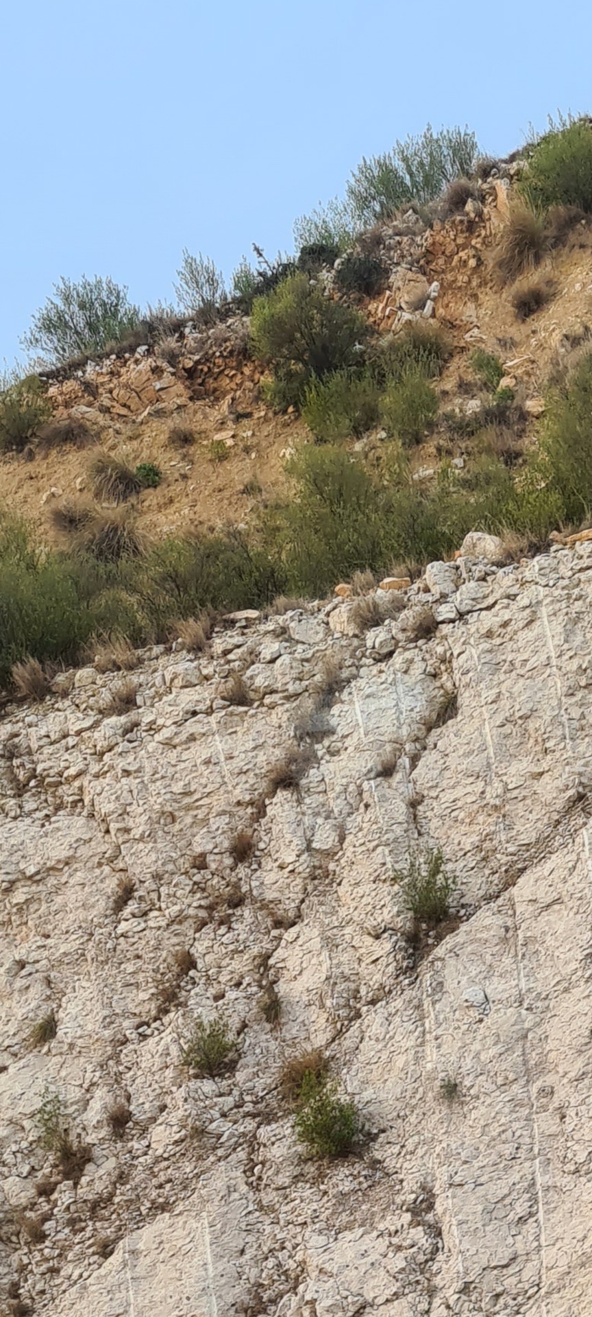sfondi shrub, landscapes