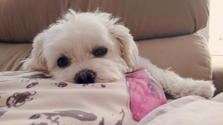 dog maltese