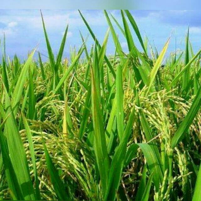 green grass