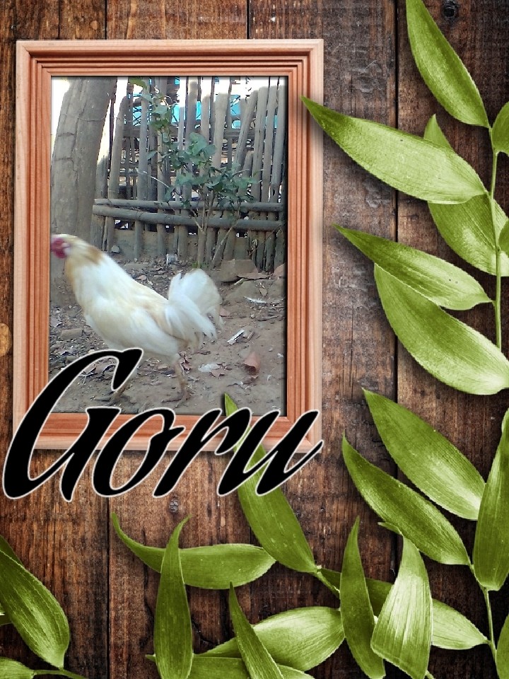 gooru