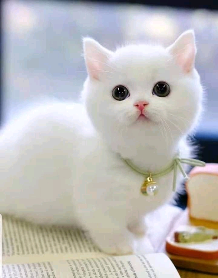 백묘
