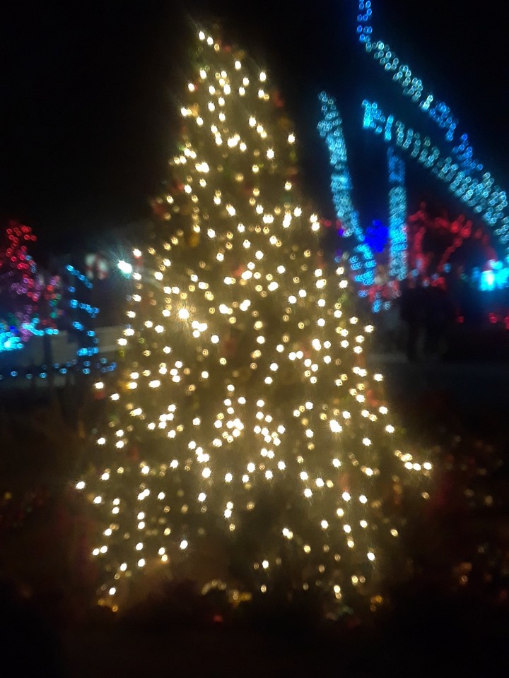 Oh Christmas tree