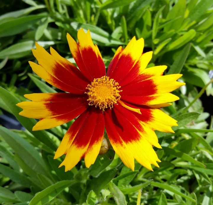 Red and yellow