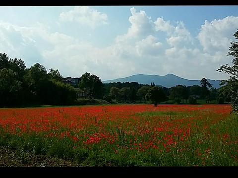 große rote Mohnblumenwiese