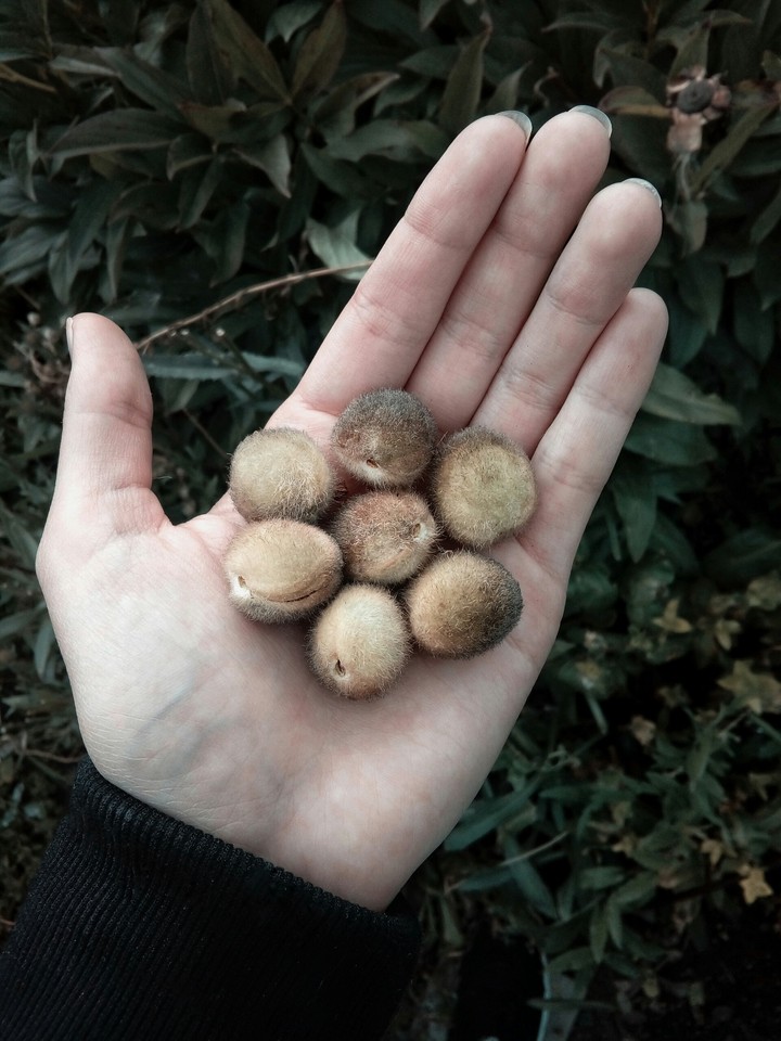 nut