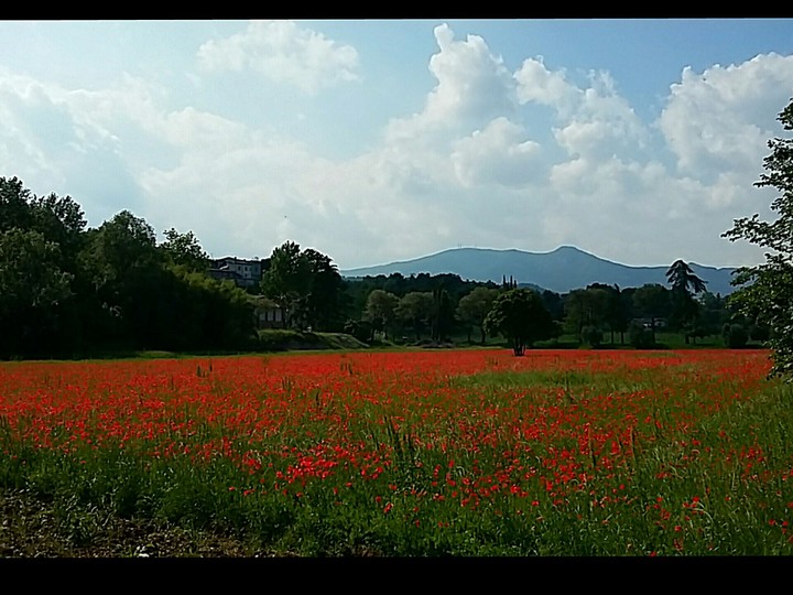 große rote Mohnblumenwiese